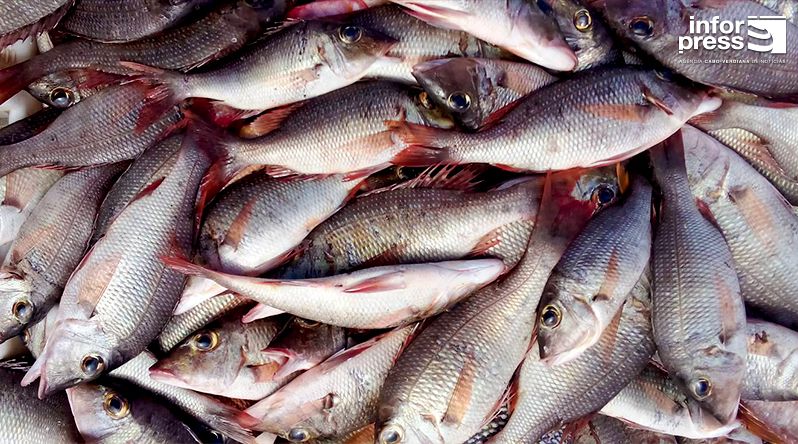 Porto Novo: Projecto sobre pesca sustentável prevê instalação de dez unidades de processamento do pescado