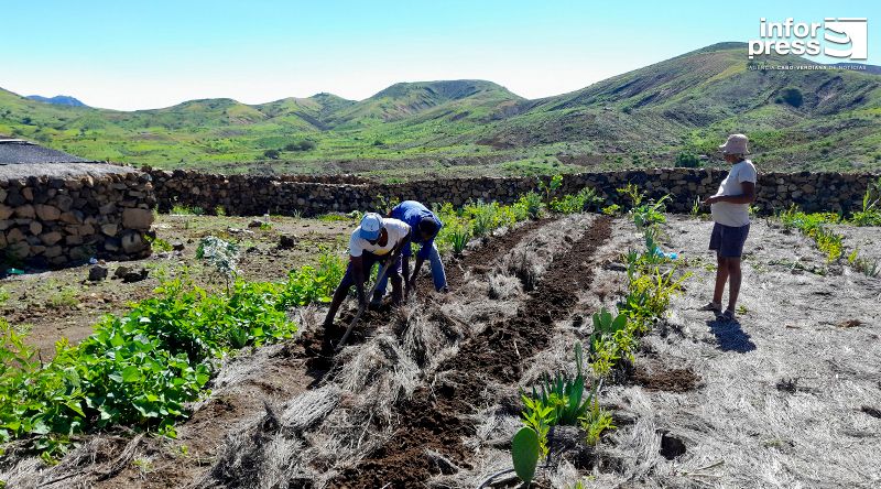 Porto Novo/Planalto Norte: Agricultores animados com faina agrícola apesar da falta de mão de obra e receio de pragas