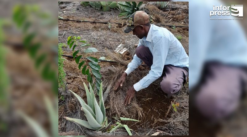 Porto Novo: ONG portuguesa aposta no restauro de ecossistemas naturais degradados 