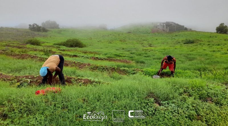 Porto Novo: Parque natural de Topo de Coroa recebe campanha de florestação promovida pelo Projecto EcoRaízes
