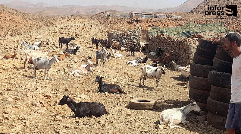 Porto Novo: Edilidade ajuda criadores a “suavizar” problema de água para o gado 