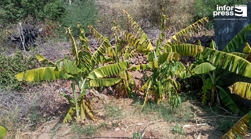 São Nicolau: Agricultores no Algodoeiro apelam pela atribuição da posse definitiva dos terrenos