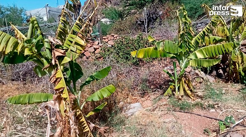 São Nicolau: Situação da água no perímetro agrícola de algodoeiro é bastante preocupante – agricultores