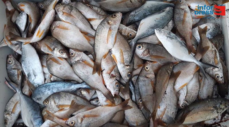 Cabo Verde marca presença pela segunda vez no Conxemar 2026 promovendo produtos de pesca e aquacultura