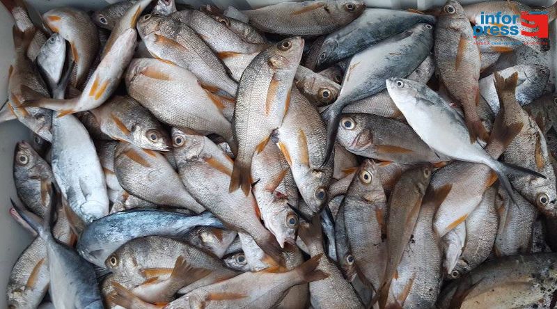 Porto Novo: Associação de pescadores lamenta fraca adesão das peixeiras ao fundo de apoio