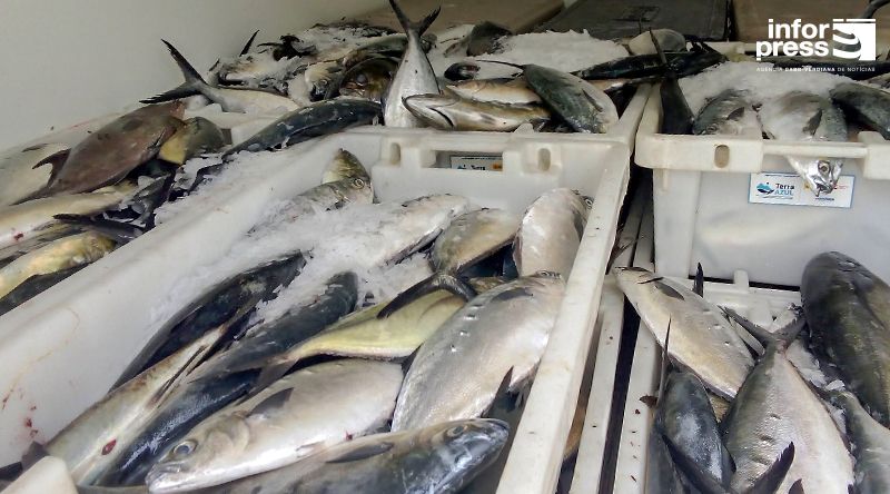 Santo Antão: Projecto Terra Azul enaltece iniciativa da associação dos pescadores de doar pescado às cantinas escolares da ilha