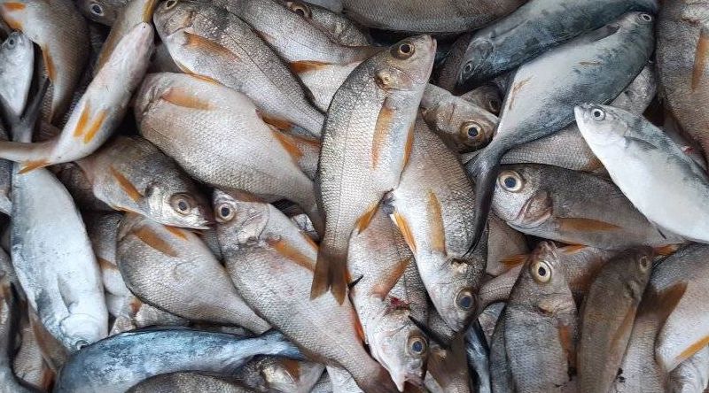 Cabo Verde marca presença pela segunda vez no Conxemar 2026 promovendo produtos de pesca e aquacultura