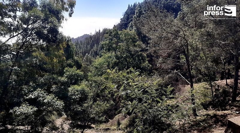 Santo Antão/Planalto Leste: Zonas afectadas pelos incêndios em recuperação - delegado do MAA