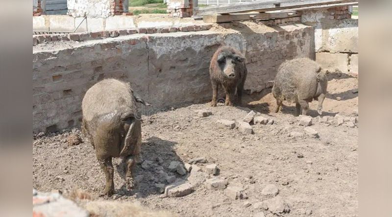 Santo Antão: Câmara do Paul dá prazo até 28 de Setembro para desactivação de pocilgas junto às habitações