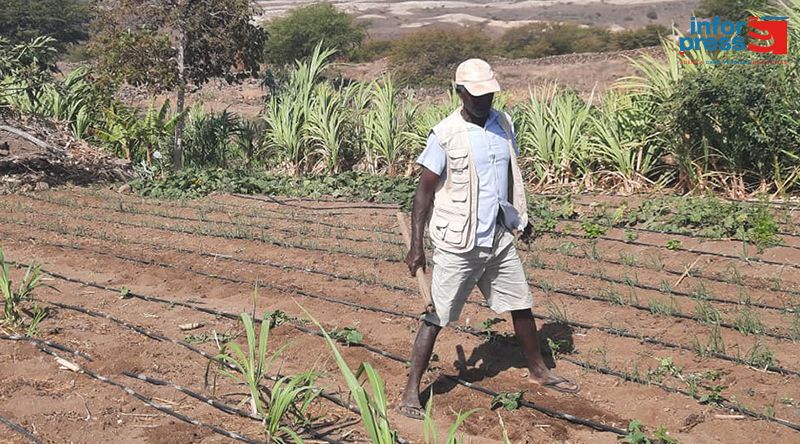 Porto Novo: Dificuldades de mercado preocupam agricultores do perímetro agrícola de Ponte Sul/Chã de Mato