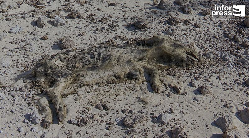 Boa Vista: Criadores de suínos apelam por intervenção de autoridades perante morte repentina de vários porcos