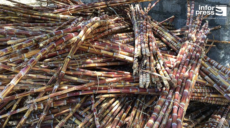 Porto Novo: Agricultores satisfeitos com safra de cana sacarina apesar da falta de mão de obra