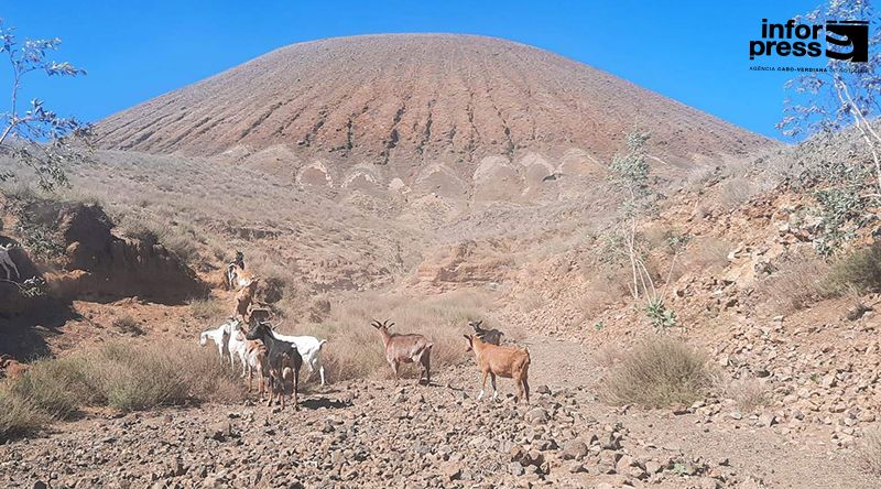 Porto Novo/Ano agrícola: Criadores do Planalto Norte pedem plano de salvamento do gado afectado pela seca severa