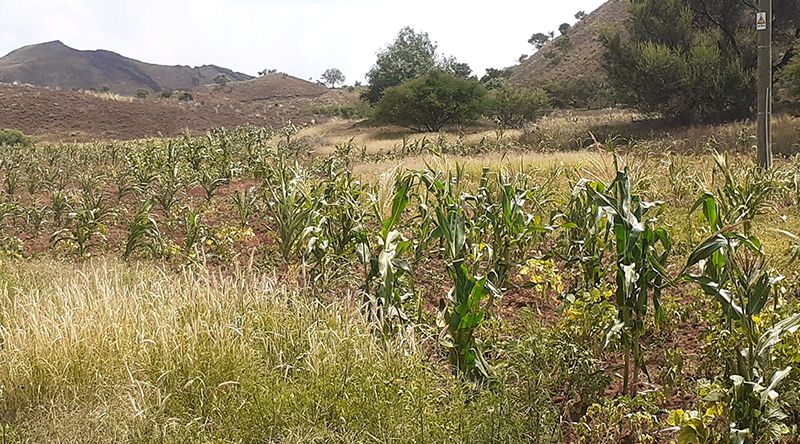 Porto Novo: Autarquia indica que mau ano agrícola traz vários desafios para o município