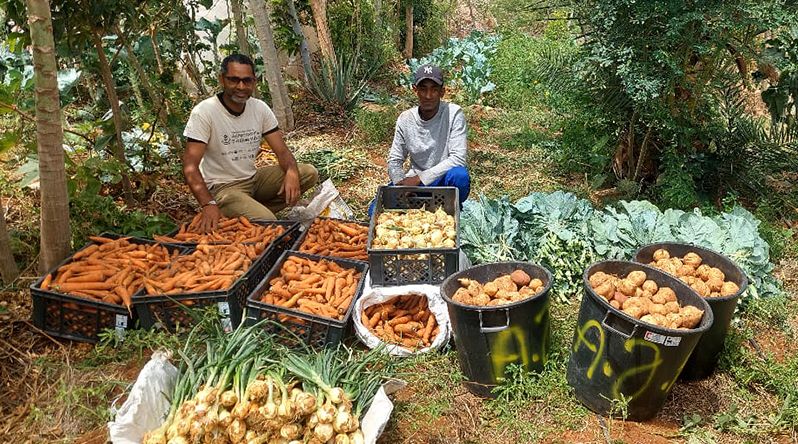 Porto Novo/Casa de Meio: Campo experimental torna-se num caso de sucesso na utilização de técnicas agroecológicas - associação 
