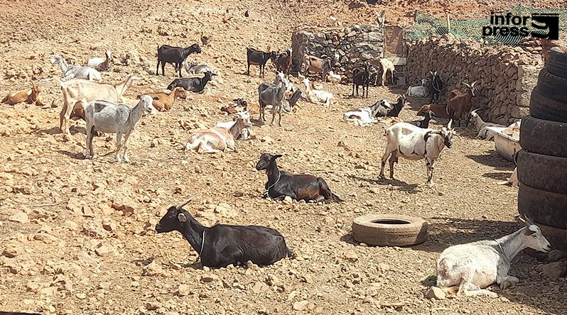 Porto Novo: Criadores de gado da zona baixa diz que demora de chuvas começa a preocupar a classe