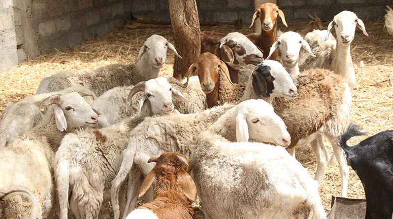 Porto Novo: Criadores do Planalto Norte aliviados com chegada de “alguma quantidade de ração”