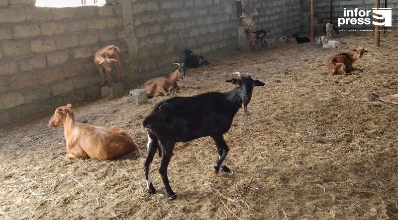 Porto Novo: Programa de confinamento do gado no Planalto Norte em risco devido a dificuldades dos criadores