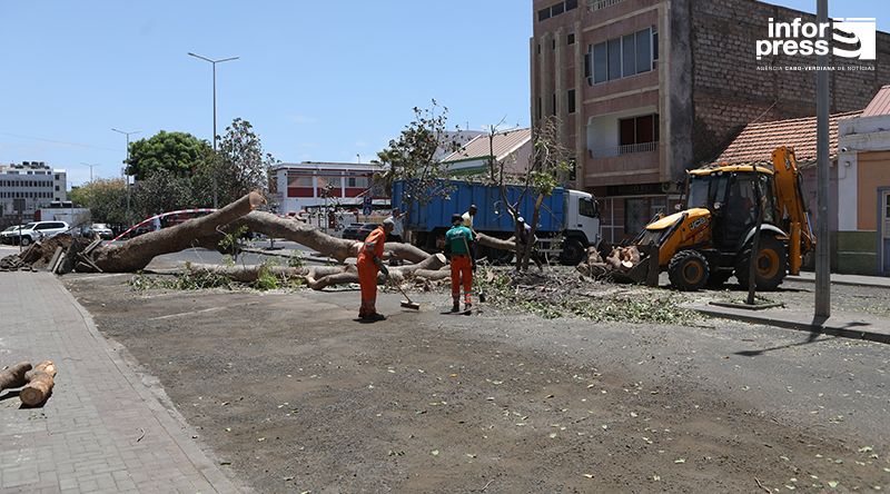 Queda de árvore no Platô danifica viatura e condiciona trânsito na cidade da Praia