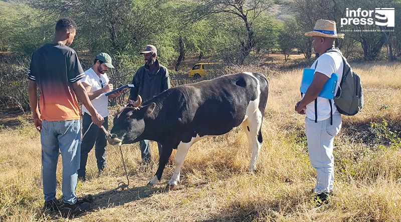 Brava: MAA promove rastreios e desparasitação animal na ilha Brava (c/áudio)