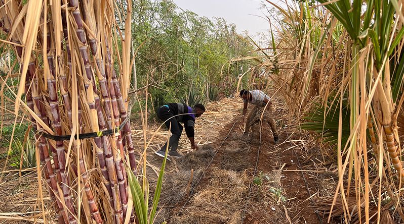 Porto Novo/Ribeira das Patas: Agricultores preparam próxima safra de cana-de-açúcar a partir de Janeiro