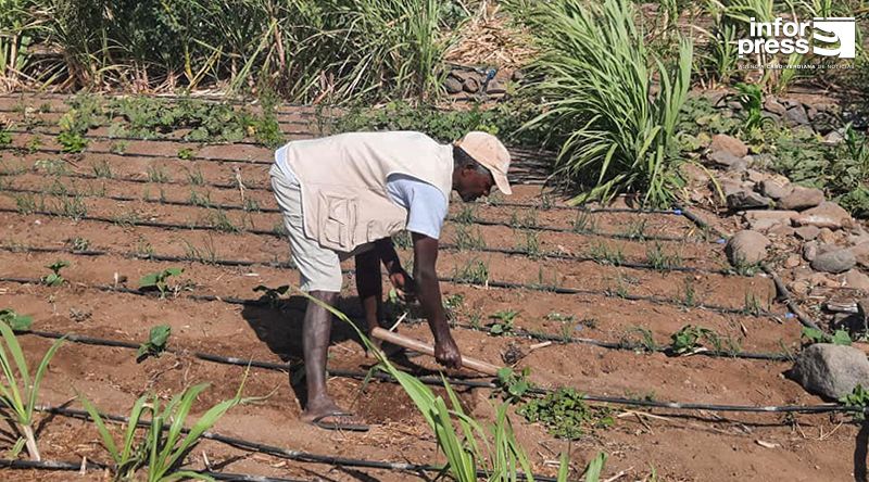 Porto Novo: Jovens agricultores da Casa de Meio esperançados no projecto de dessalinização para debelar falta de água 