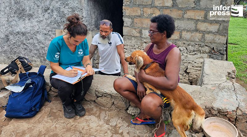 Ribeira Brava: Segunda campanha de castração e desparasitação da CoVets observa cerca de 400 animais