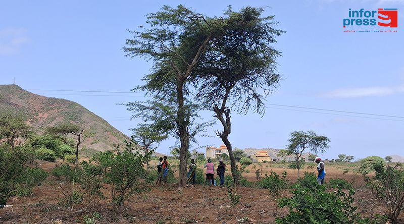 Campanha Agrícola em Santiago Norte Enfrenta Desafios