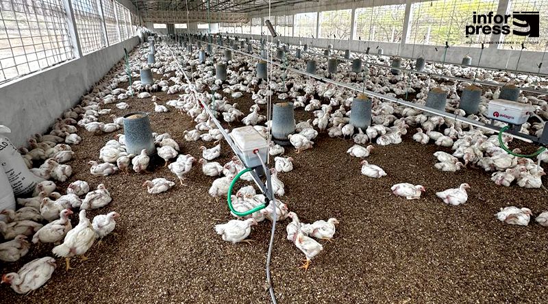 São Vicente: Sociave paralisa produção de frango agora em Abril com previsão de retoma a 01 de Maio – administrador