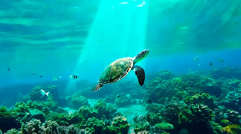 TAOLA+ pretende reforçar monitorização de especiais marinhas adaptando-se às novas tecnologias