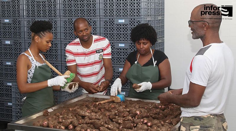 Porto Novo: Cultivo do inhame no Tarrafal de Monte Trigo retoma normalidade com recuperação das parcelas