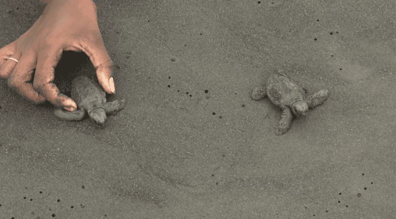 Santiago: Tarrafal regista redução de ninhos de tartarugas marinhas nesta temporada