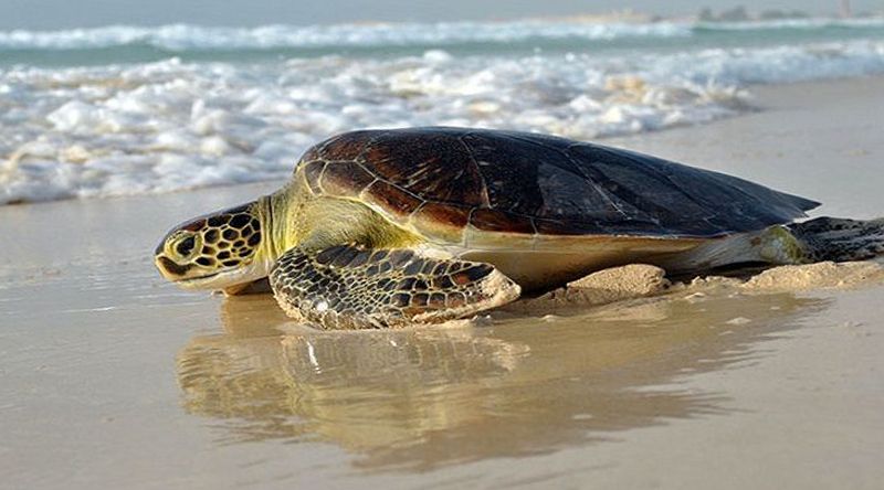 São Vicente: Instituto do Turismo apresenta estudo de viabilidade do centro de observação de tartarugas em São Pedro