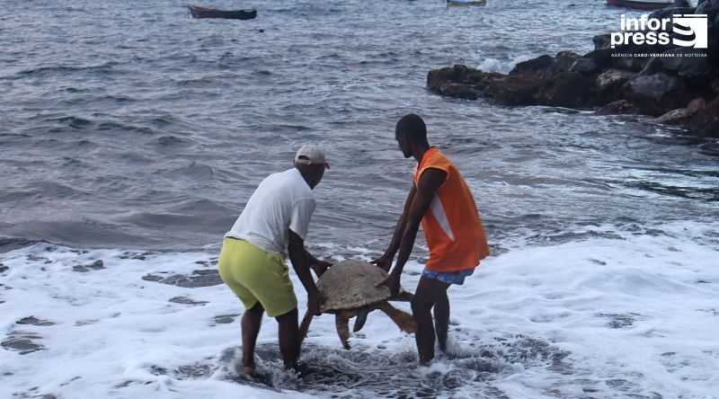 Santo Antão: TerriMar lança campanha “Apadrinhe um ninho de tartarugas marinhas”