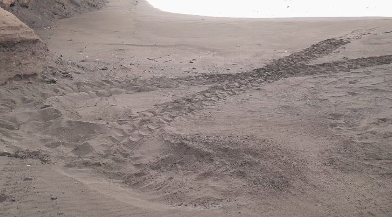 Porto Novo: Terrimar regista primeiros ninhos de tartaruga marinha nesta temporada de desova