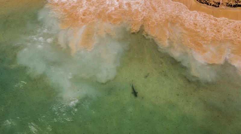 Boa Vista: Aparição invulgar de tubarões-tigre adultos ligada a baleia morta na costa – observadores 