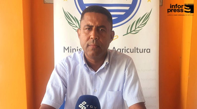 Boa Vista: MAA suspeita de peste suína africana como causa da morte de porcos na Boa Vista