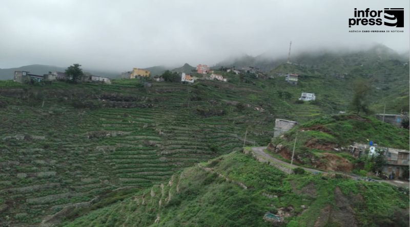 Santo Antão: Agricultores reclamam mais apoio no combate à praga da lagarta- do-cartucho do milho