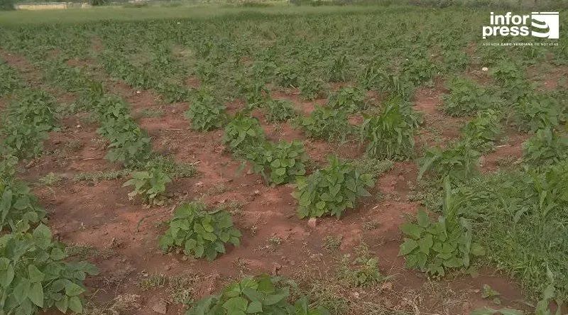 Maio: Falta de água continua a condicionar produção agrícola apesar das últimas chuvas