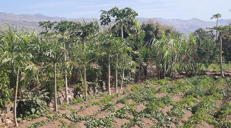 Porto Novo: Jovens agricultores da Casa de Meio vão ter espaço de tratamento de produtos agrícolas      