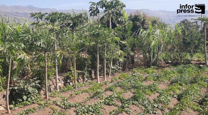 Porto Novo/Agricultura: Deputado vinca necessidade de uma nova campanha de prospecção de águas subterrâneas