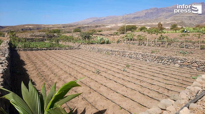 Porto Novo/Chã de Mato: Jovens agricultores querem apoio do Governo na preparação das parcelas