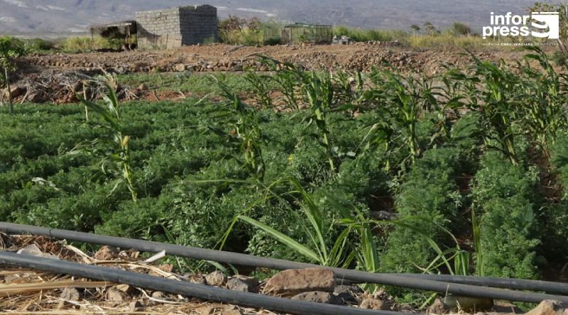 Porto Novo: Autarquia congratula-se com programas de incentivos ao cultivo protegido anunciado pelo Governo