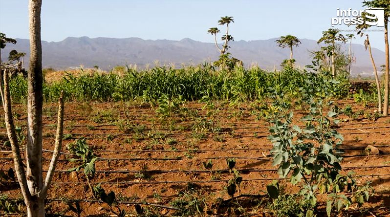 Porto Novo: Mais de metade dos jovens agricultores em Ponte Sul/Chã de Mato já está a produzir – MA