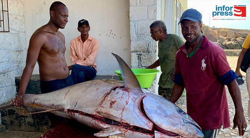 Maio: Pescadores capturam atum com cerca de 1,90 metros e mais de 100 quilos