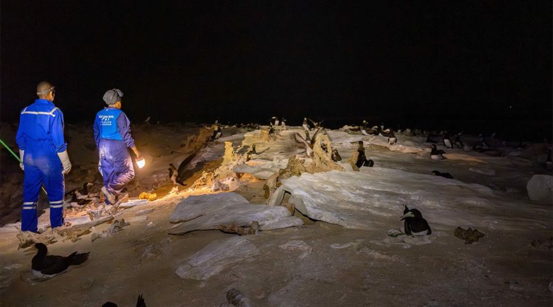Boa Vista: Bios.CV alerta para impacto da pesca, turismo e gatos em aves de espécies marinhas e de rapina