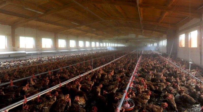 Brasil suspende vendas de frango para Argentina, China e UE devido a caso de gripe aviária