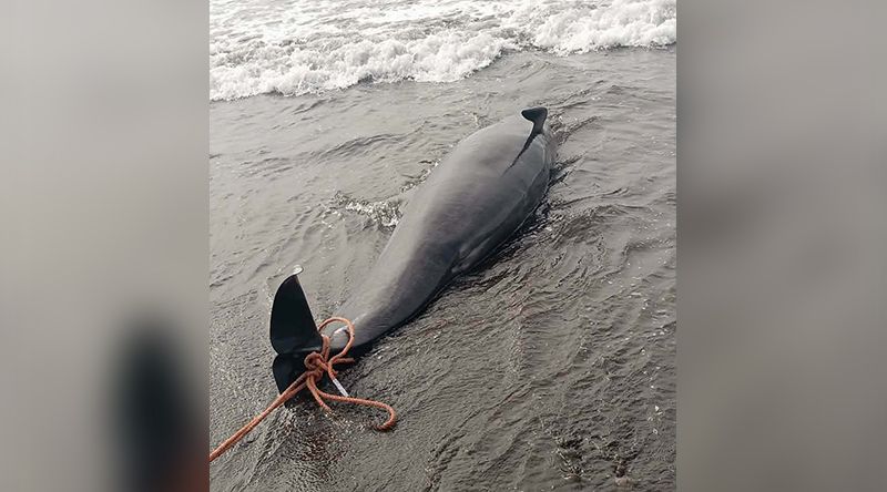 Porto Novo: Baleia de mais de seis metros encontrada morta na praia de Curraletes