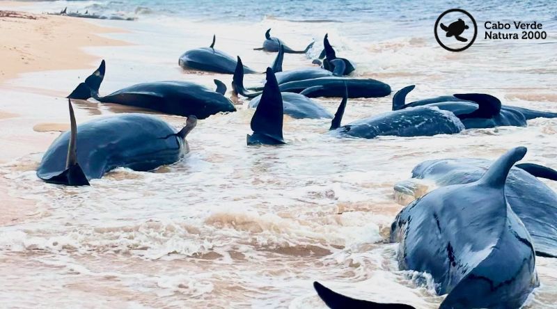 Boa Vista: Cabo Verde Natura 2000 enaltece esforço para salvar 40 baleias-piloto na praia da Varandinha