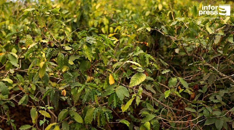 Empresa Fogo Coffee Spirit prevê aumento da produção de colheita de café mas quantidade ainda é incerta